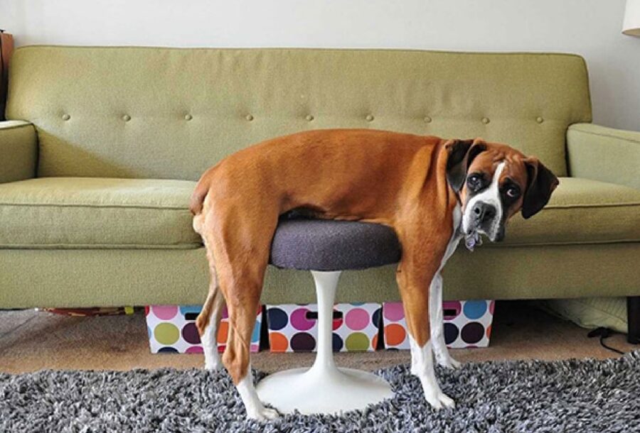 cane boxer sedia sotto pancia