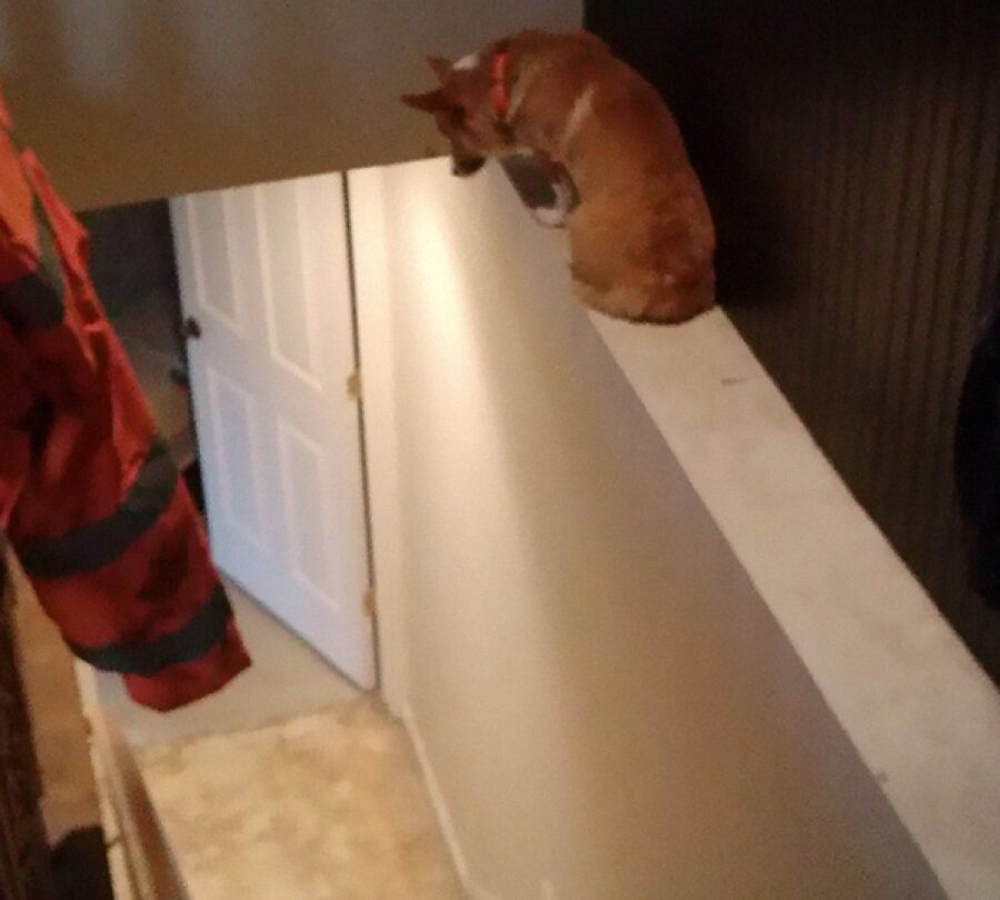 cagnolino bloccato sopra scale
