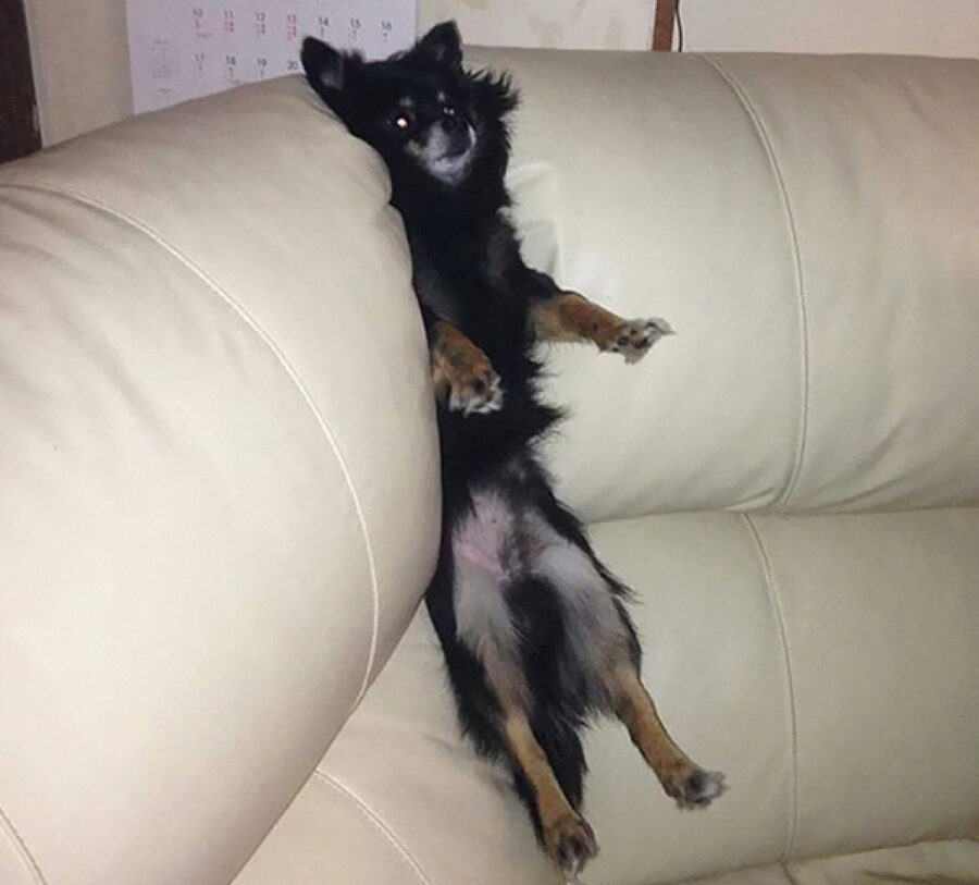 cagnolino nero fessura divano 