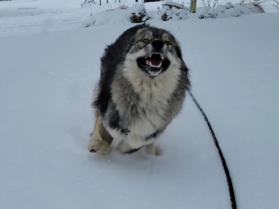 cane corre sulla neve