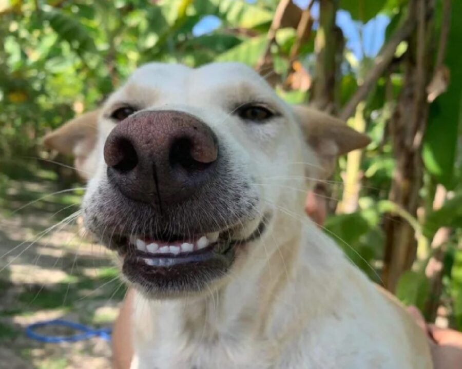 cane sorriso appena accennato 