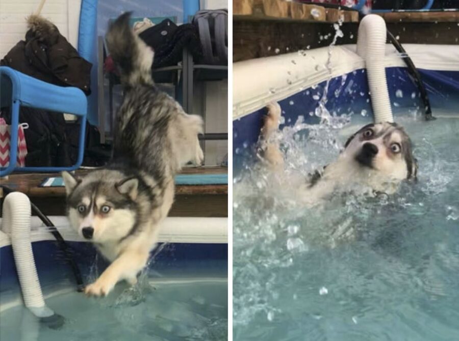 cane husky cade piscina