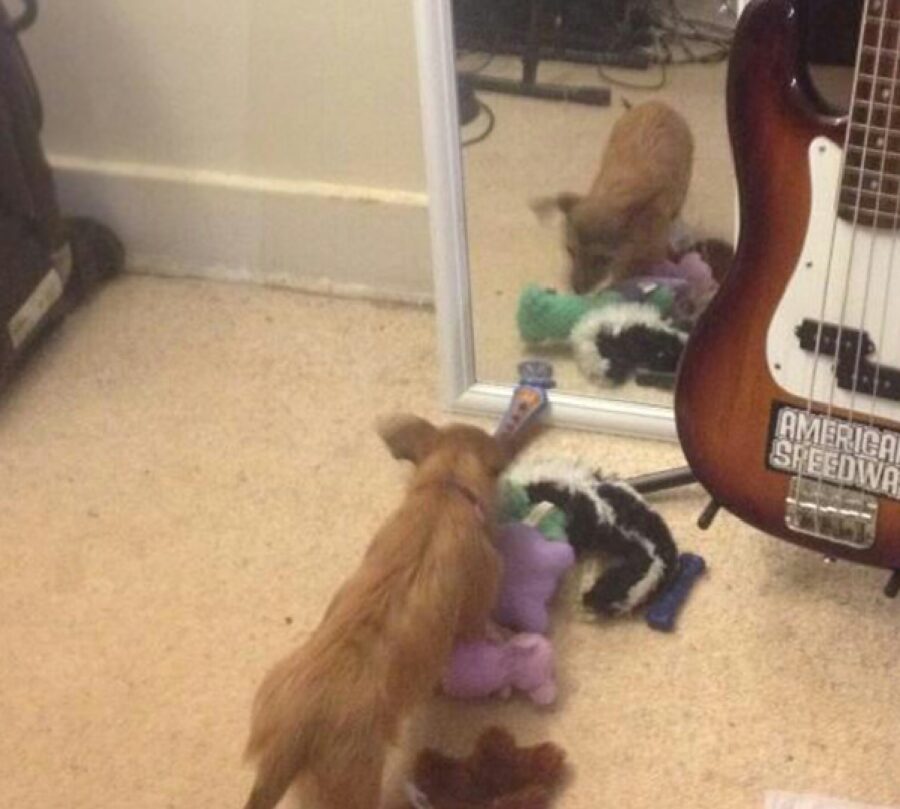 cane porta giochi specchio 