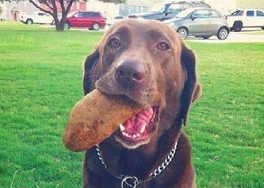 cane labrador cioccolato 