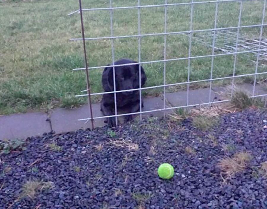 cane non riesce a prendere palla