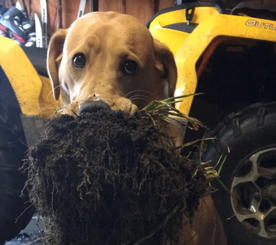 cane porta della terra come regalo 