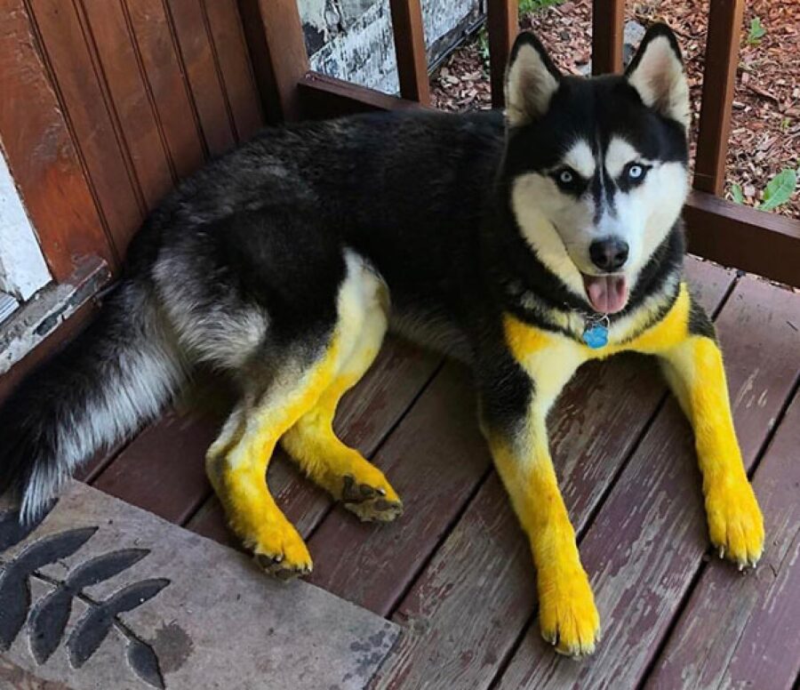 cane con zampe colore giallo 