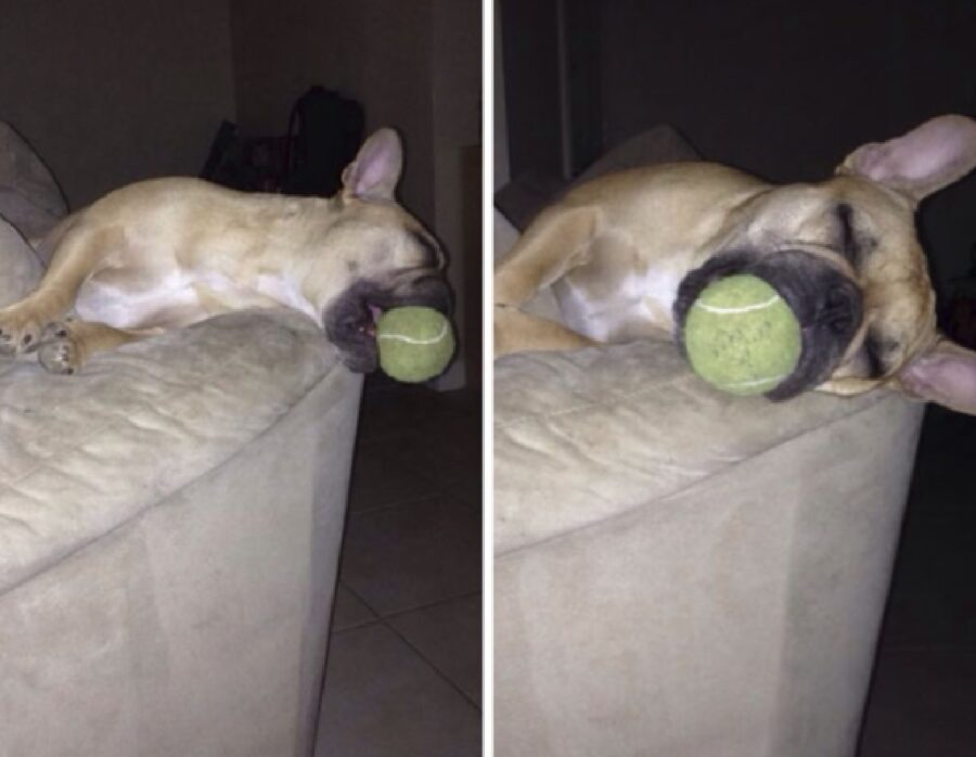 cane dorme con palla in bocca 