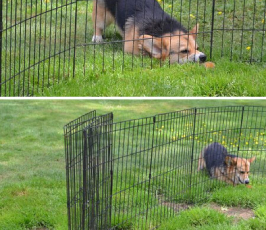 cane rete nera non passa 