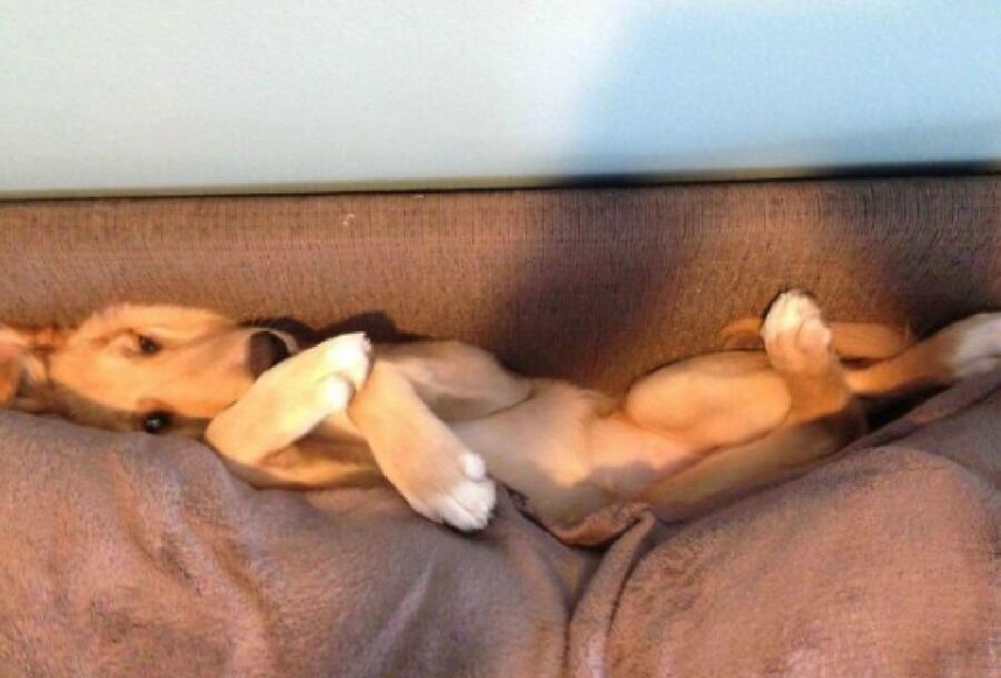 cane dentro divano 