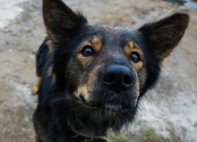 8 foto di cani che se avessero una sola possibilità di fare la cosa sbagliata, non se la farebbero sfuggire