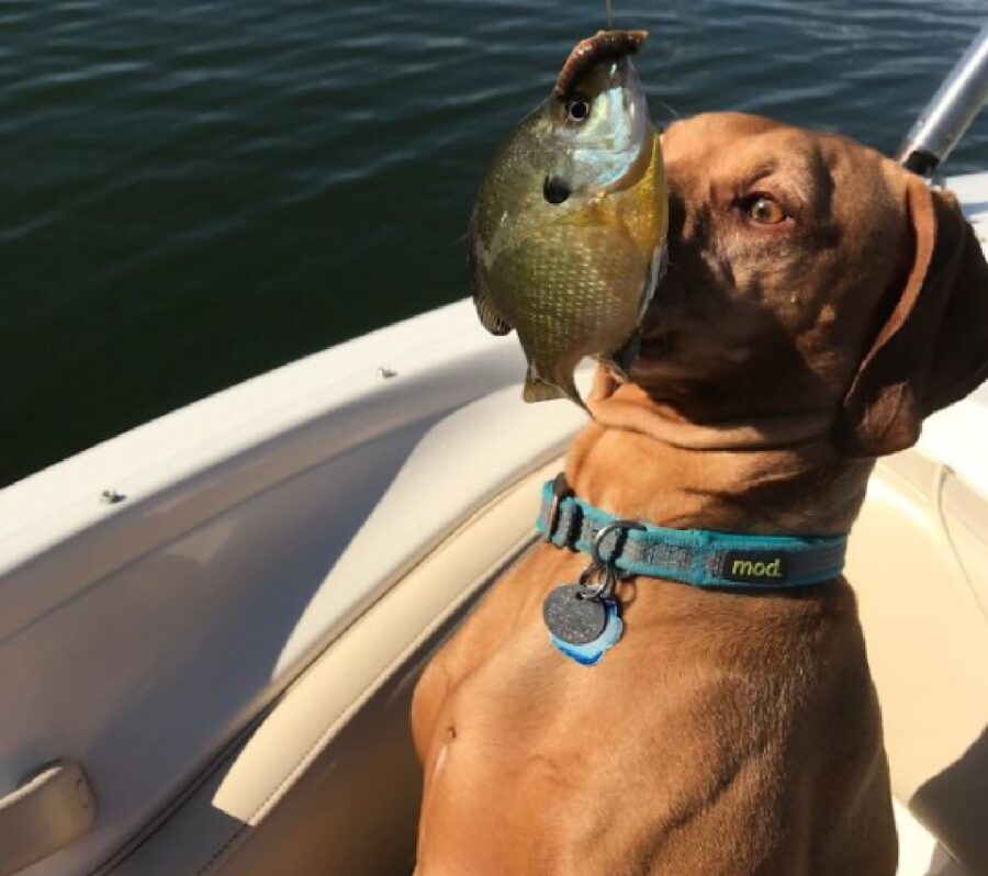 cane pesce davanti occhi 