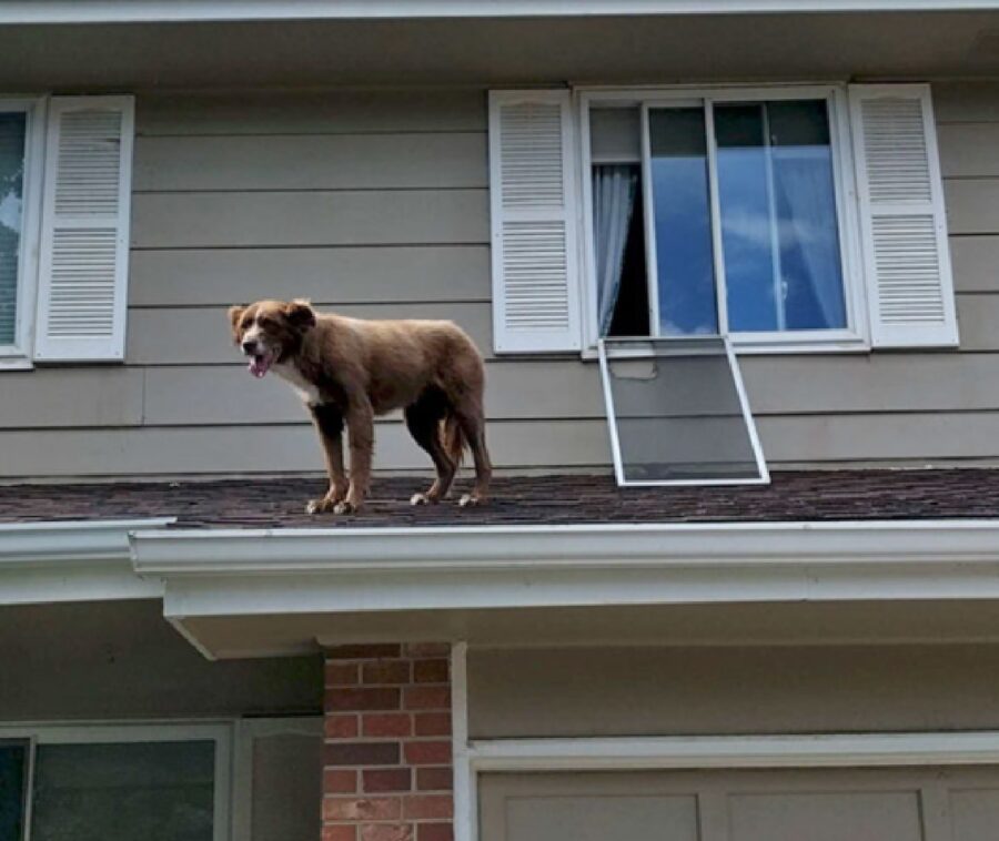 cane sfonda finestra per salire su tetto 