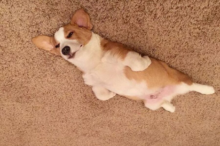 cane corgi scocciato 