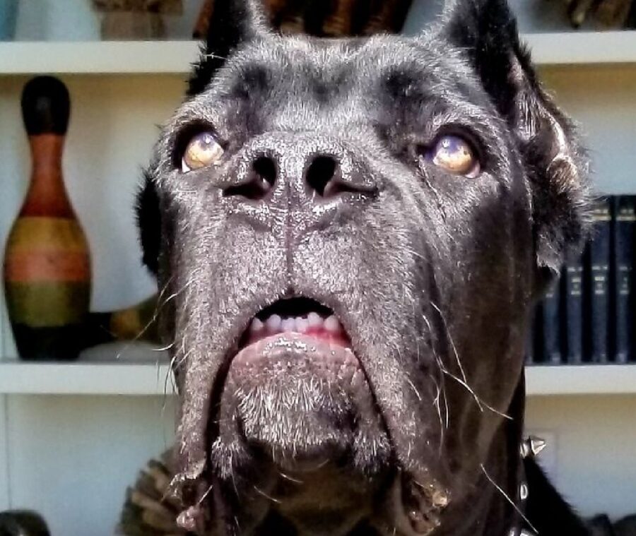 cane corso bocca calante