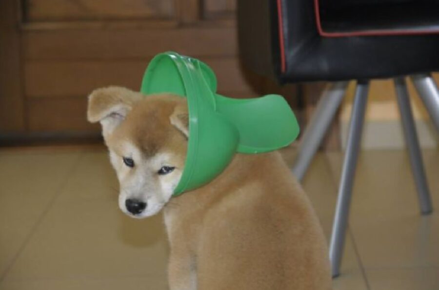cane coperchio cestino verde 