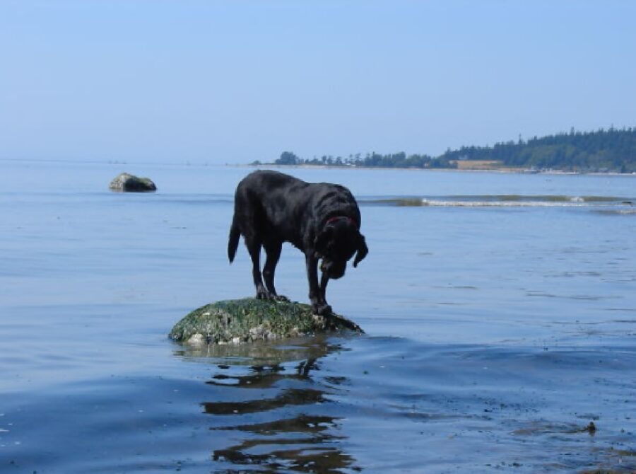 cagnolino sopra scoglio 