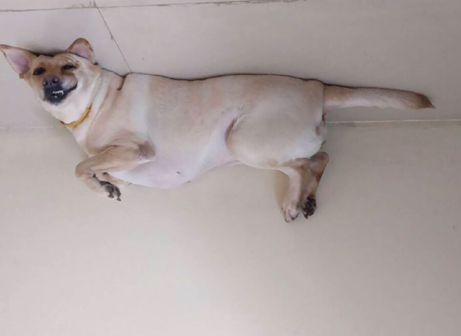 cane labrador attaccato soffitto 