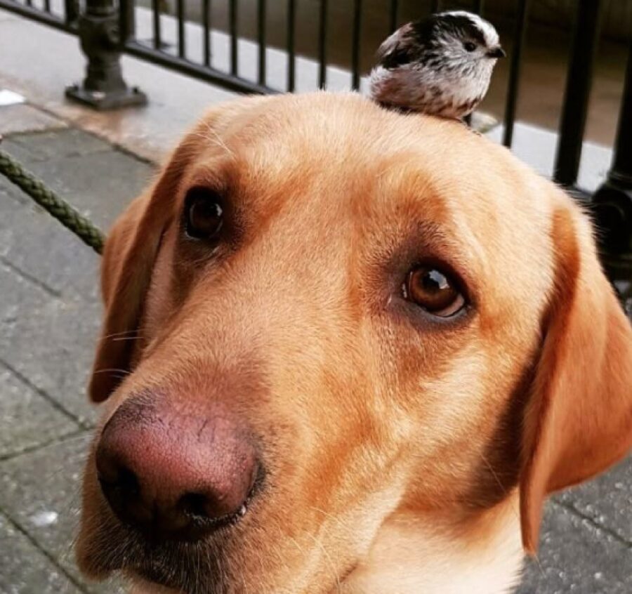 cane labrador uccello testa