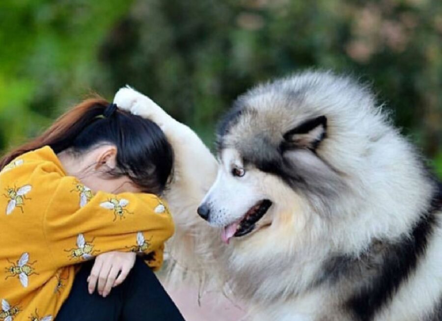 cane consola donna 
