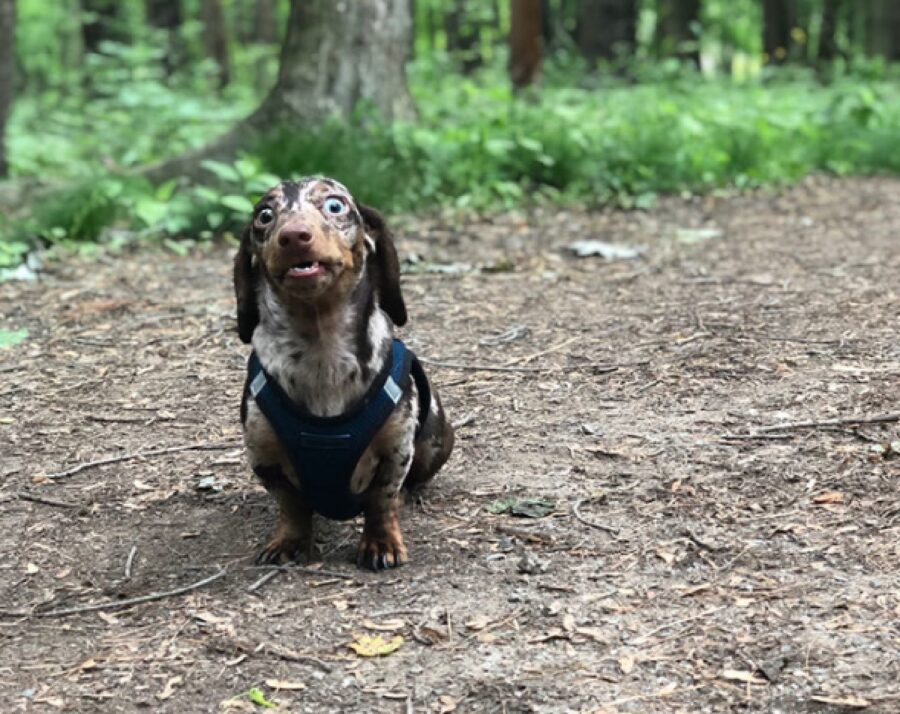 cagnolino bassotto tricolore