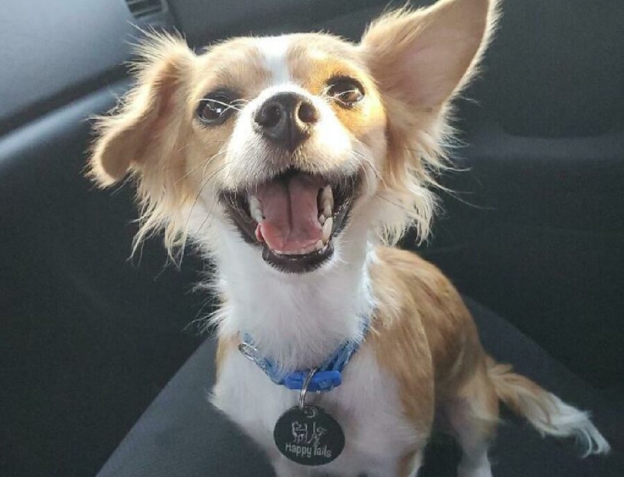 cucciolo di cane collare blu 