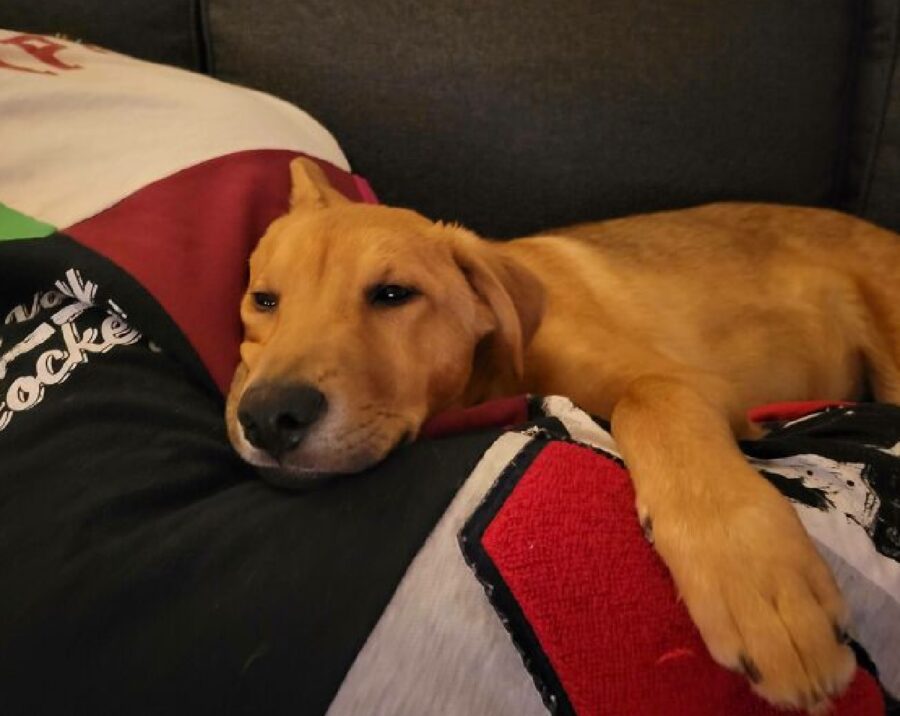 cane prima notte a casa