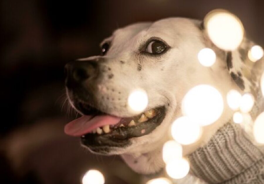 cane con luci su volto