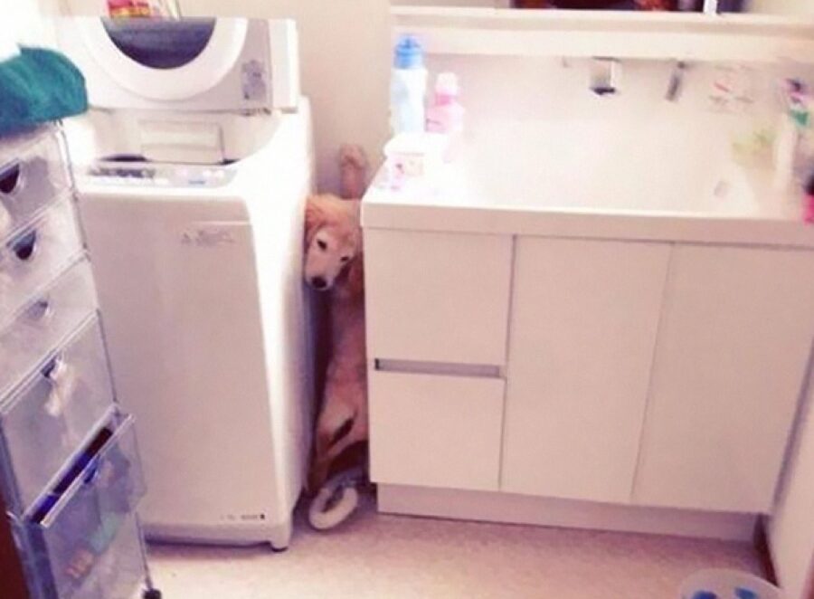 cane dietro lavatrice 