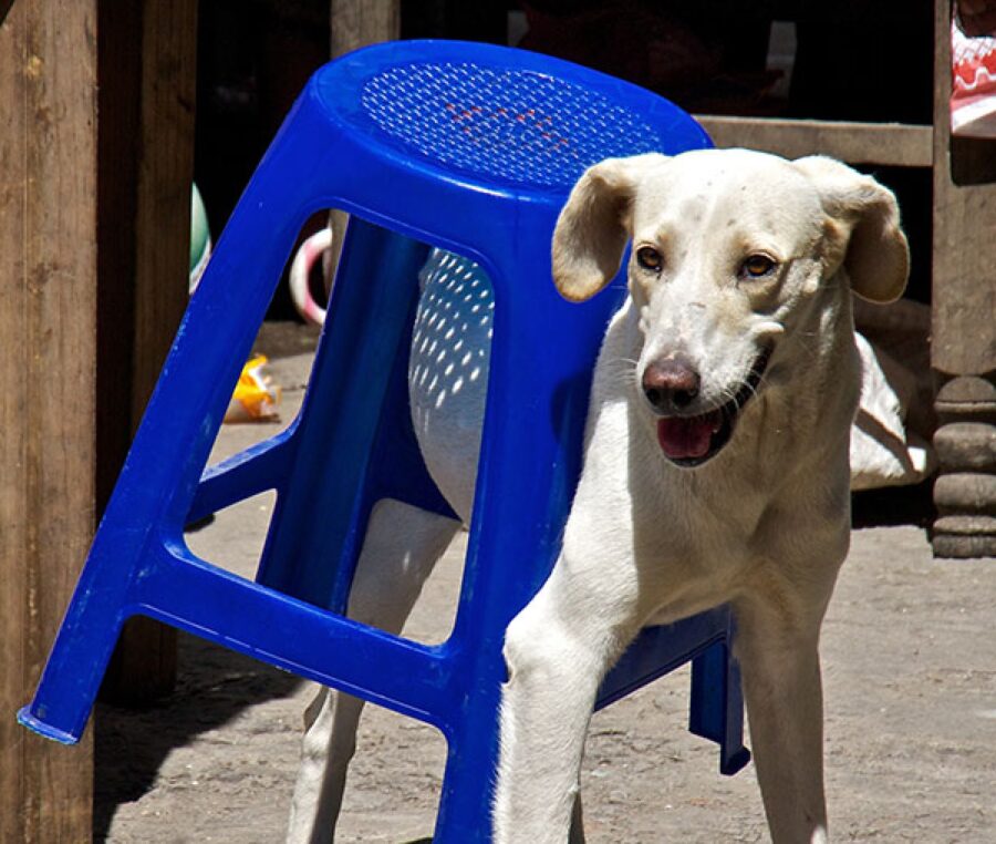 cane sgabello blu limita movimenti