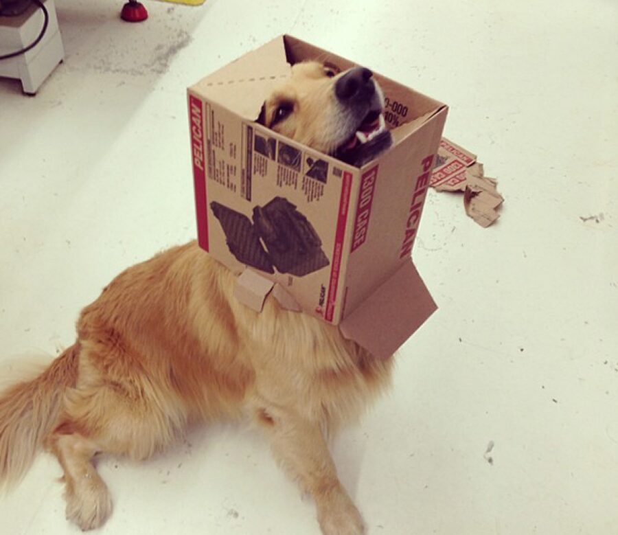 cane golden scatola testa