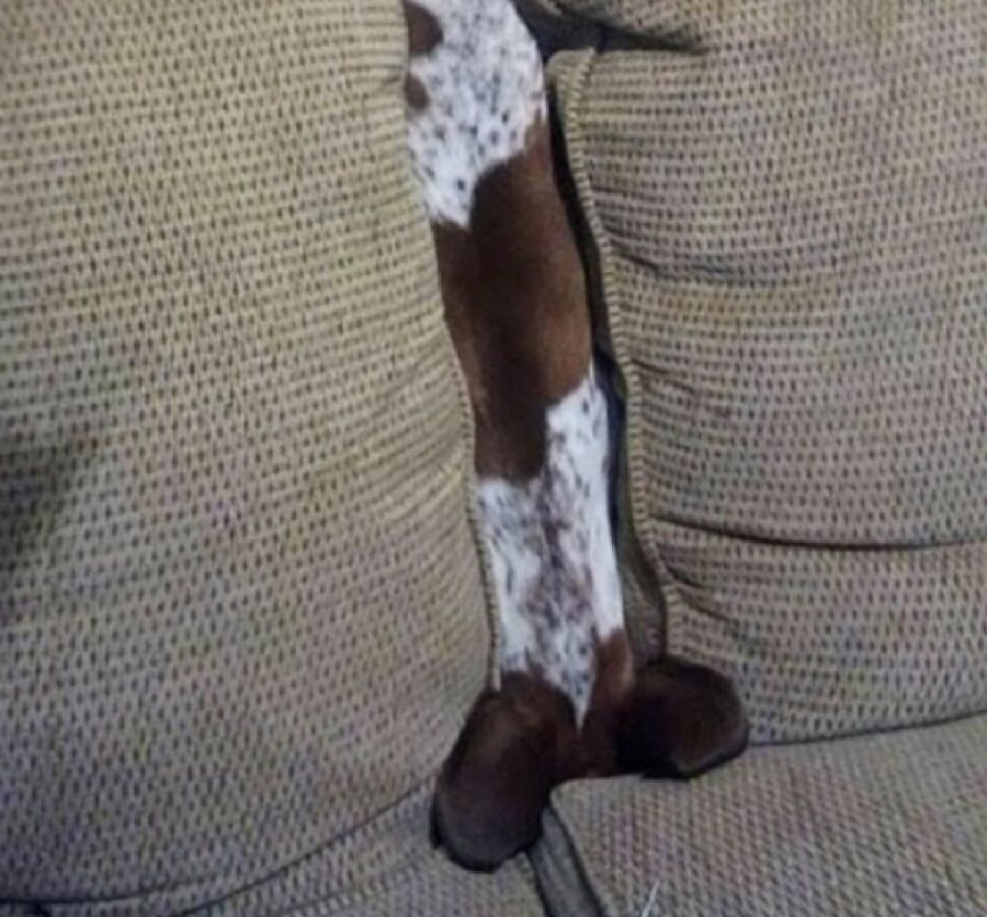 cagnolino tra cuscini divano 