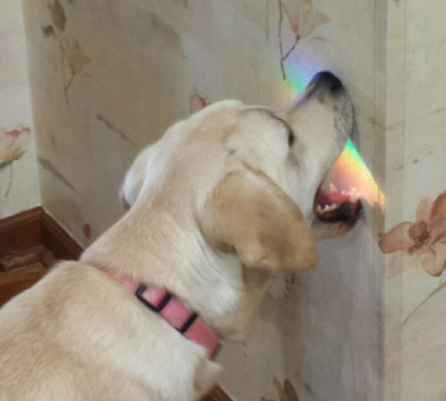 cane morde luce muro 