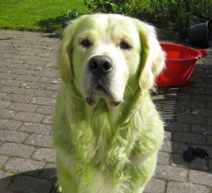 cane golden pelo diventato verde 