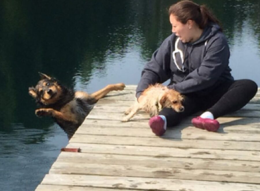 cane cade in acqua da pontile