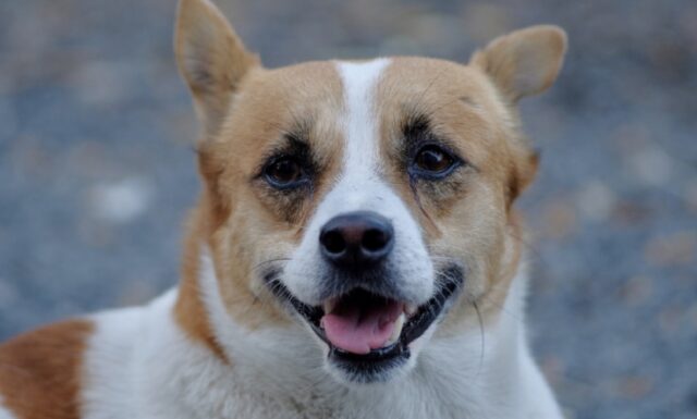 8 foto di cani che volevano sorprendere i proprietari con una mossa davvero astuta… Sarà per un’altra volta