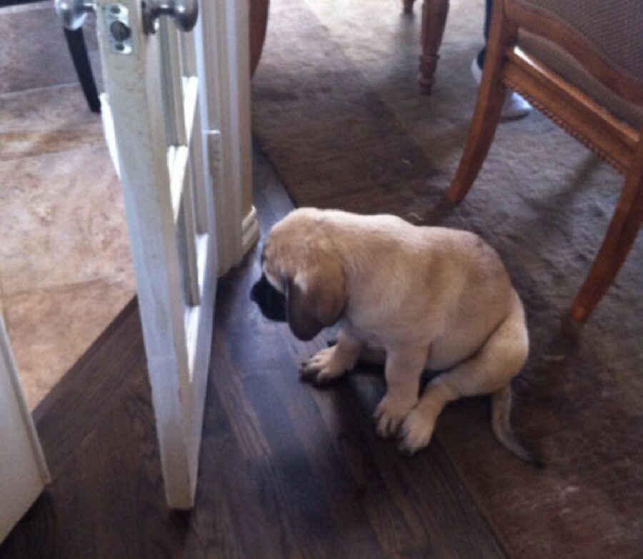 cane pensa che la porta sia chiusa