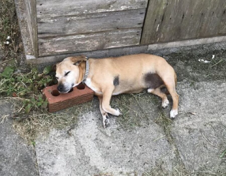 cagnolino dorme su mattone