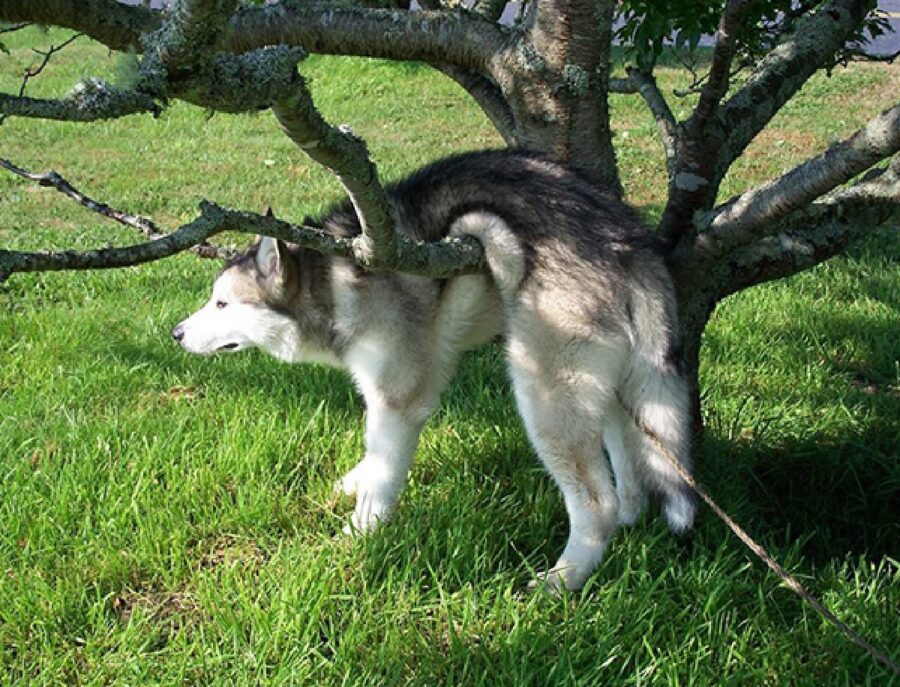 cane bloccato albero 