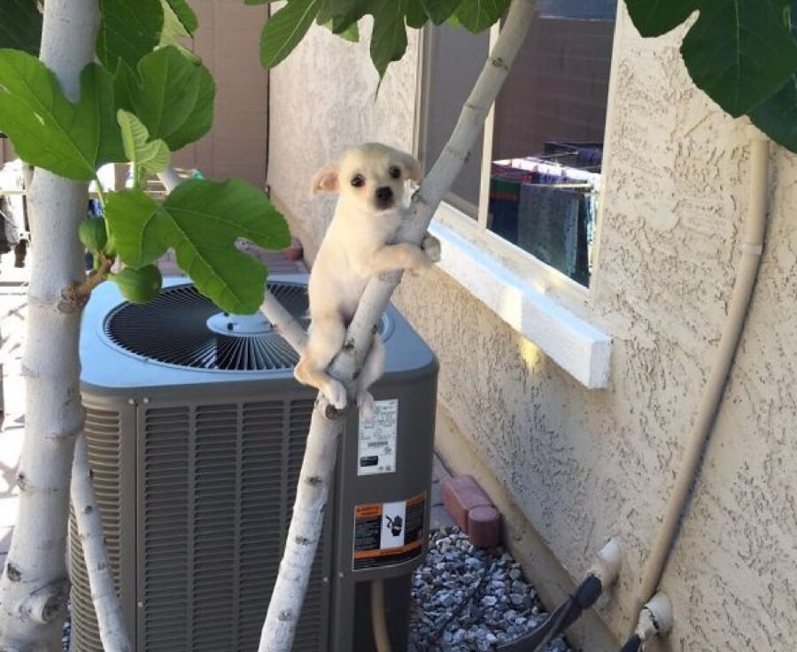 cucciolo rimasto bloccato albero 