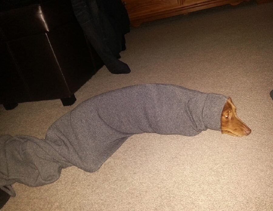 cane sotto la coperta 