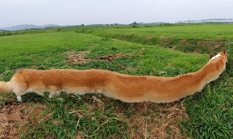 cane corgi lunghissimo 