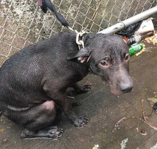 Agente salva un cane abbandonato sotto la pioggia e poi lo adotta