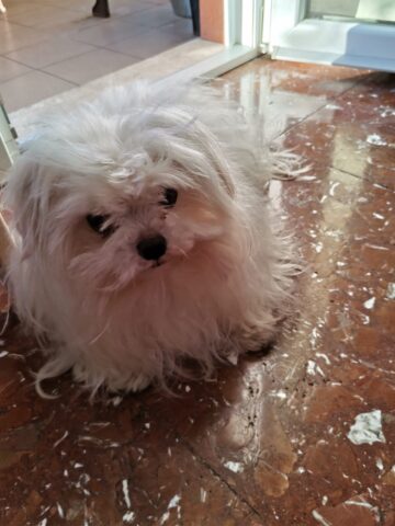 Andy Warhol, il maltese cerca una famiglia per sempre