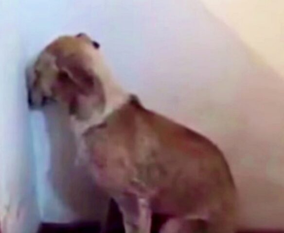 cane fissa il muro
