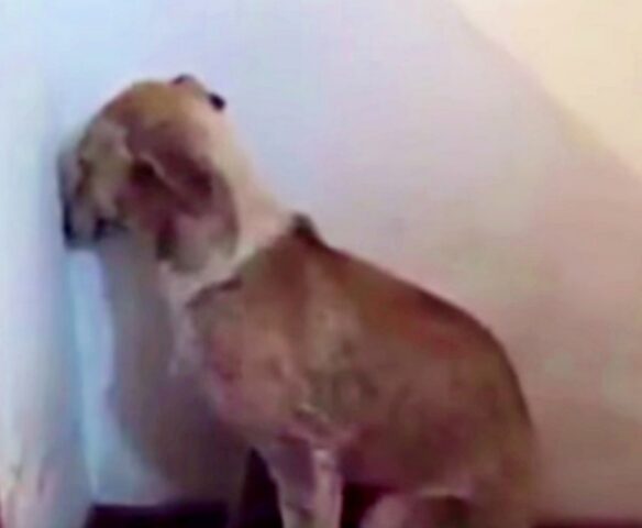 Angel, la cagnolona spaventata, continuava a fissare il muro