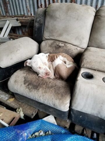 Aniken, la cagnolona usata come bersaglio, ha trascorso giorni orribili