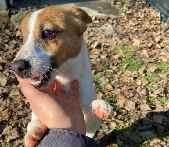 Ares: simpaticissimo Jack Russel aspetta impaziente una nuova adozione