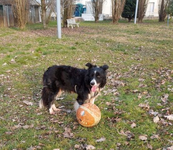 Ariel: Border Collie di 10 anni cerca una casa in cui essere felice