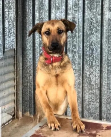 Atenea, la meravigliosa cagnolina è alla ricerca di una famiglia